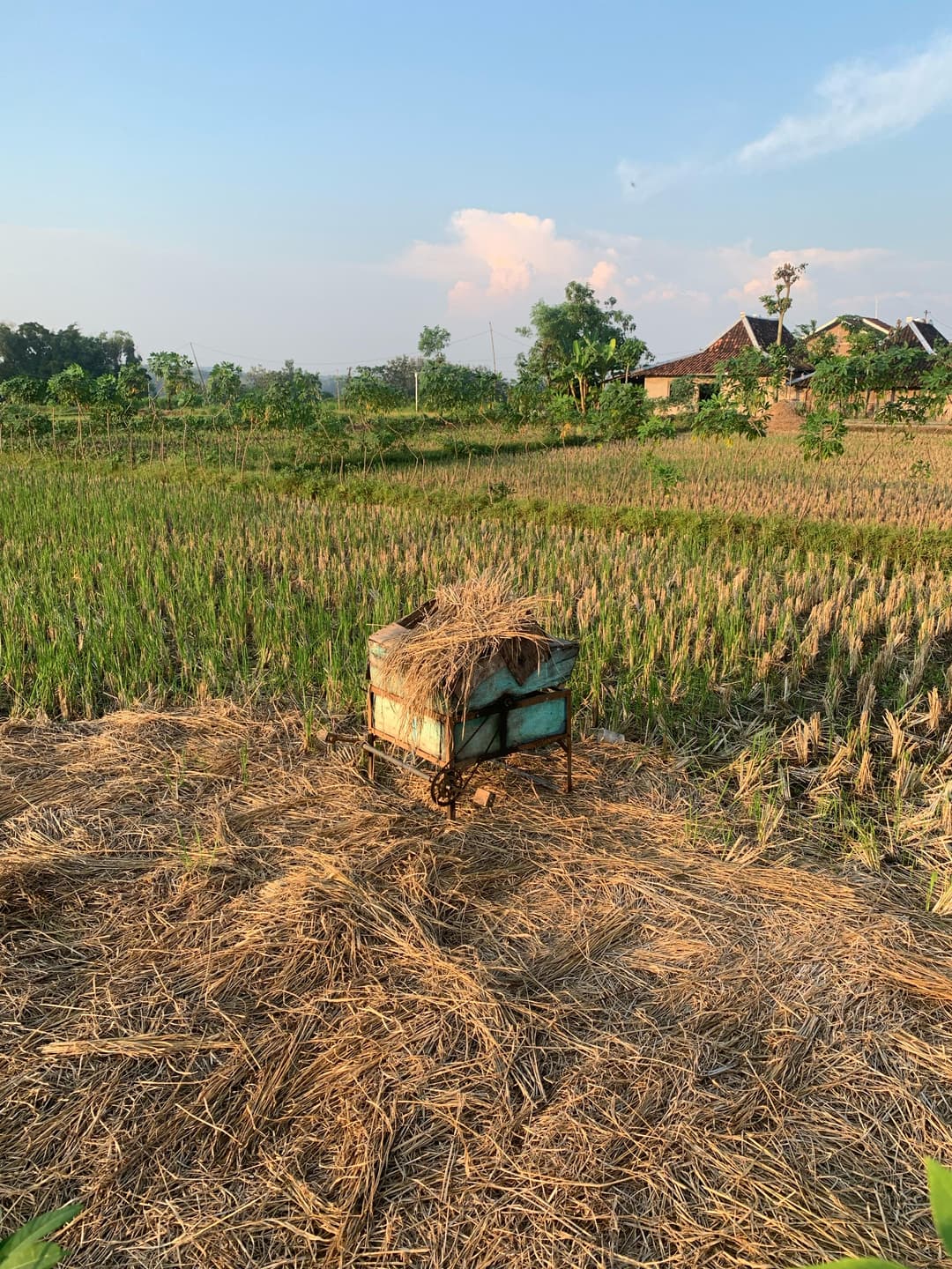 Pemandangan Desa